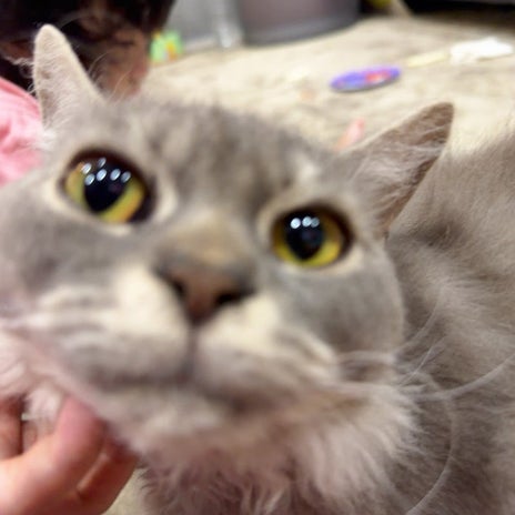 川崎希 とっても仲良しな次女と愛猫の画像
