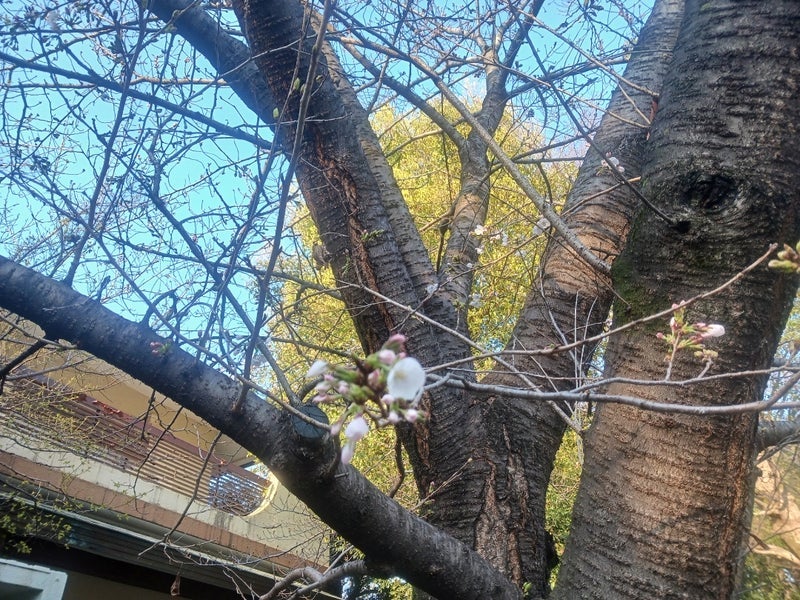 娘とシェアしたお彼岸限定の3色餅の画像