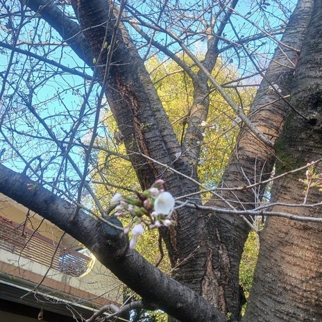 娘とシェアしたお彼岸限定の3色餅の画像