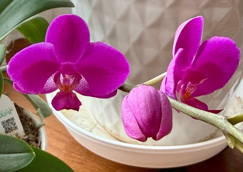 ミニ胡蝶蘭の濃いピンクの可愛い花の画像