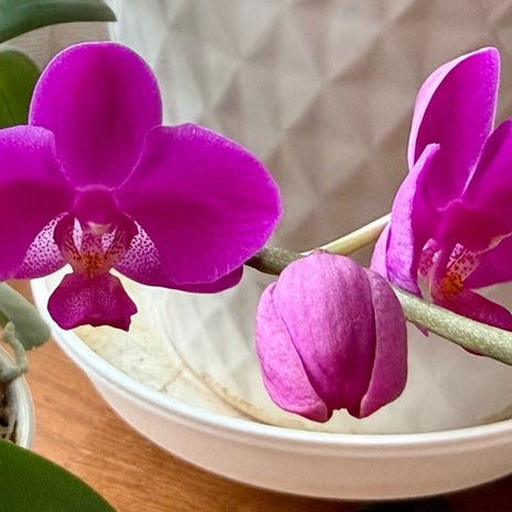ミニ胡蝶蘭の濃いピンクの可愛い花の画像