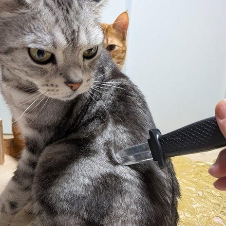 いじめ相談で親に言われた一言の画像