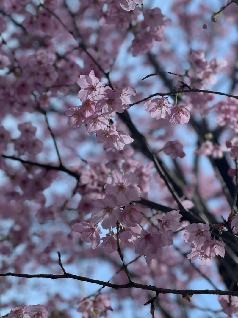 土屋太鳳 現在演じている刑事の役の画像