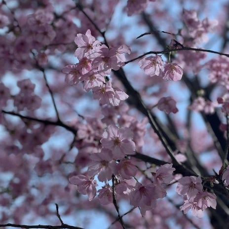 土屋太鳳 現在演じている刑事の役の画像