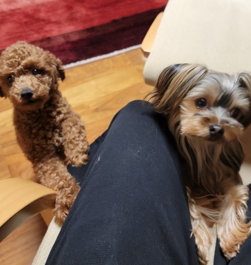 モト冬樹 愛犬にモテモテだった訳の画像