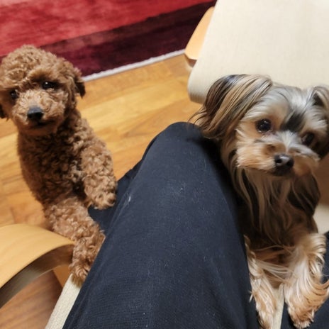 モト冬樹 愛犬にモテモテだった訳の画像