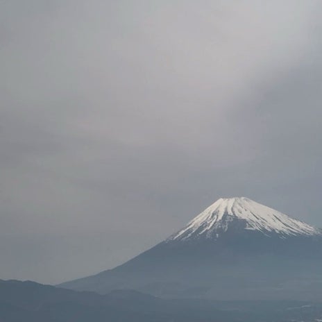 北斗晶 夫婦で見た綺麗な八重桜の画像