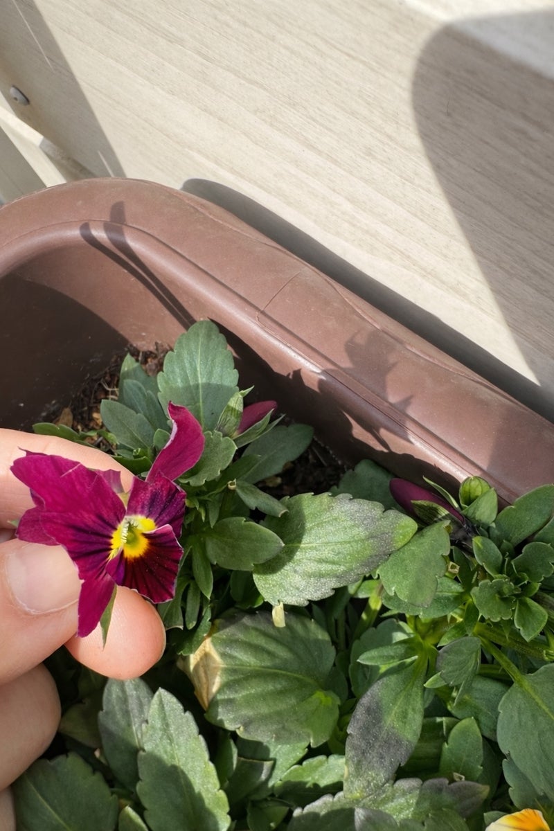 江口ともみ カラスからの嫌がらせの画像