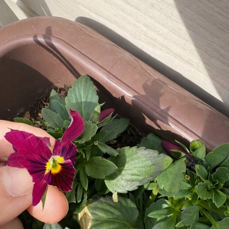 江口ともみ カラスからの嫌がらせの画像