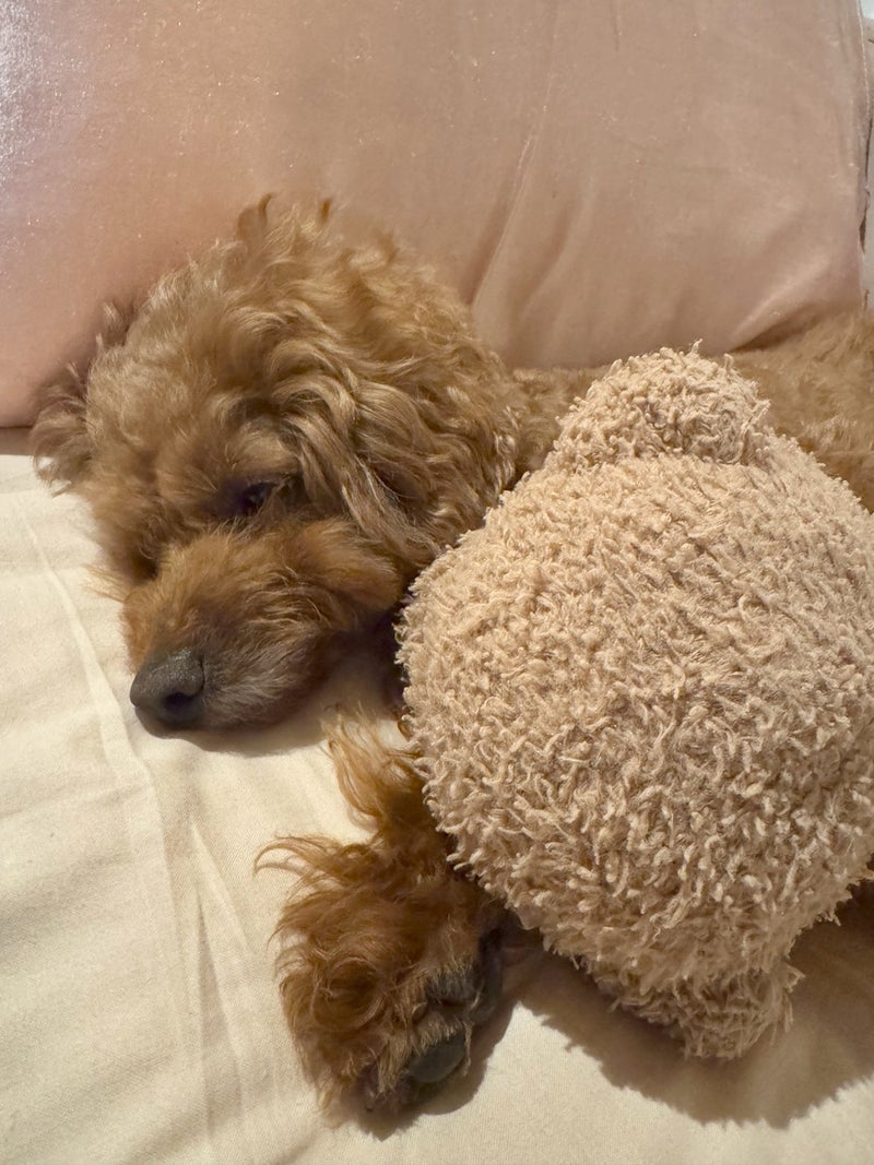 彼女のトイプーとそのまま寝た愛犬の画像