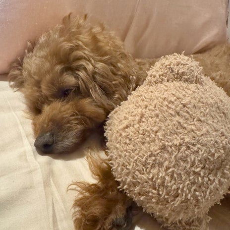 彼女のトイプーとそのまま寝た愛犬の画像