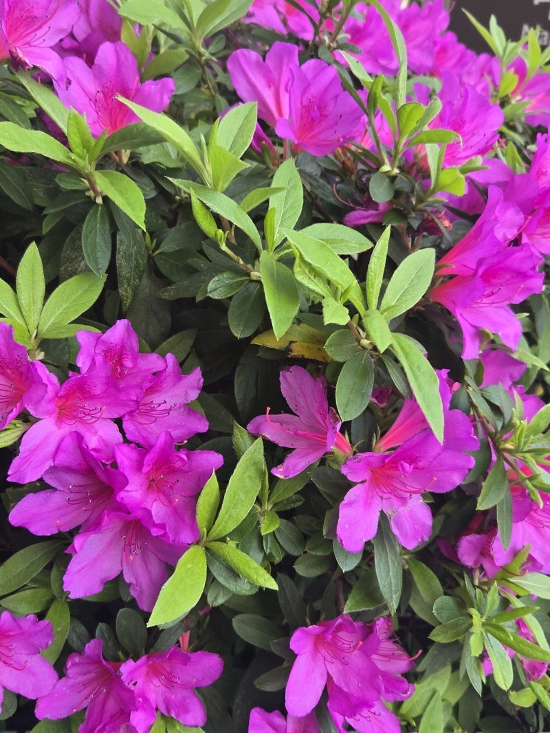 ボランティアでできた生活の張り合いの画像