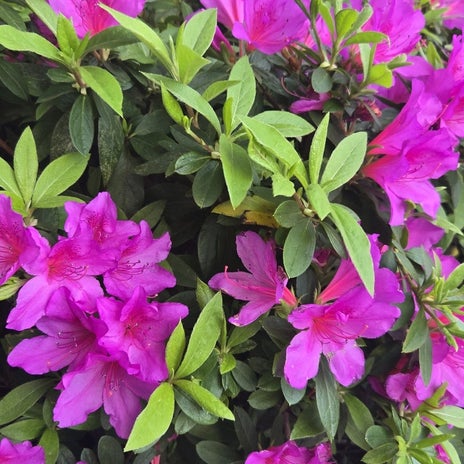 ボランティアでできた生活の張り合いの画像