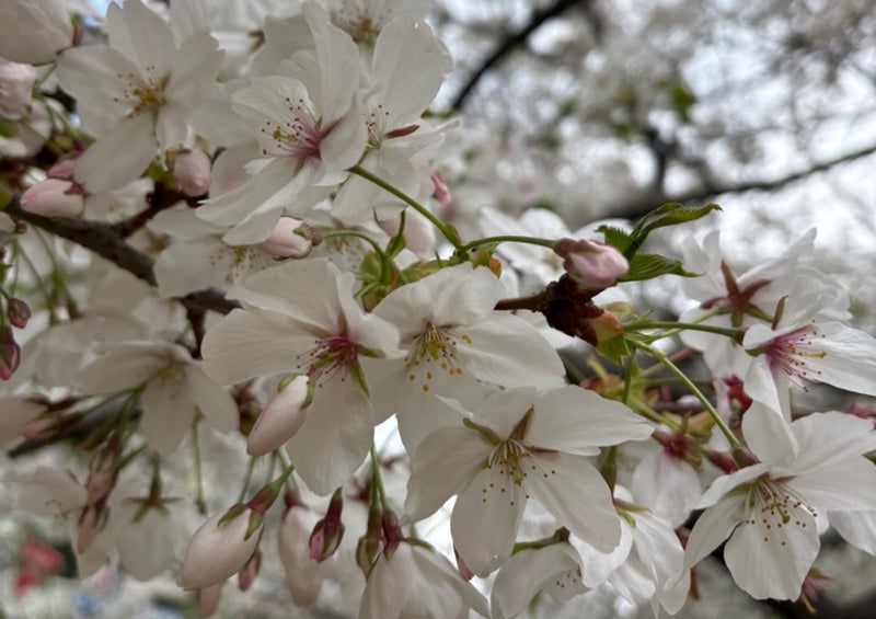 もう変わらないと言われた植皮部の画像