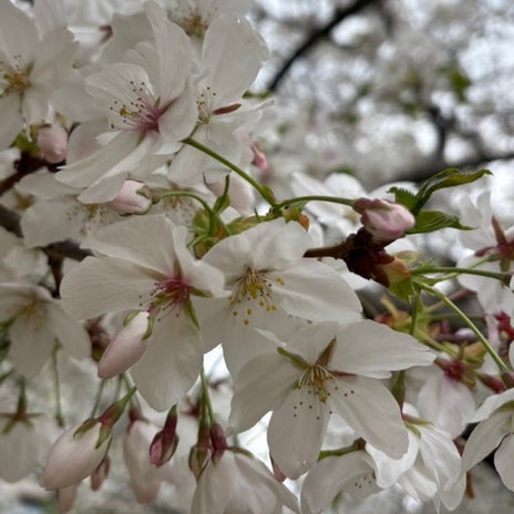 もう変わらないと言われた植皮部の画像