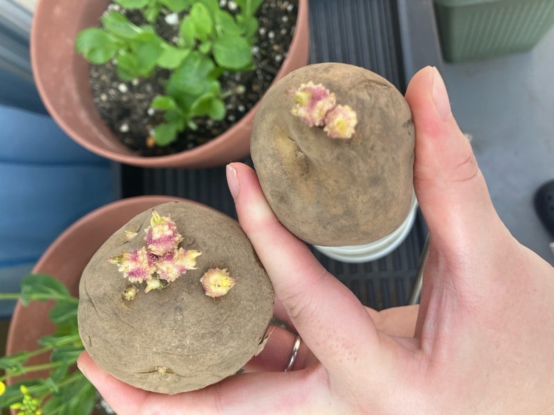 芽が出たじゃがいもで作れるか試みの画像