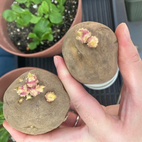 芽が出たじゃがいもで作れるか試みの画像