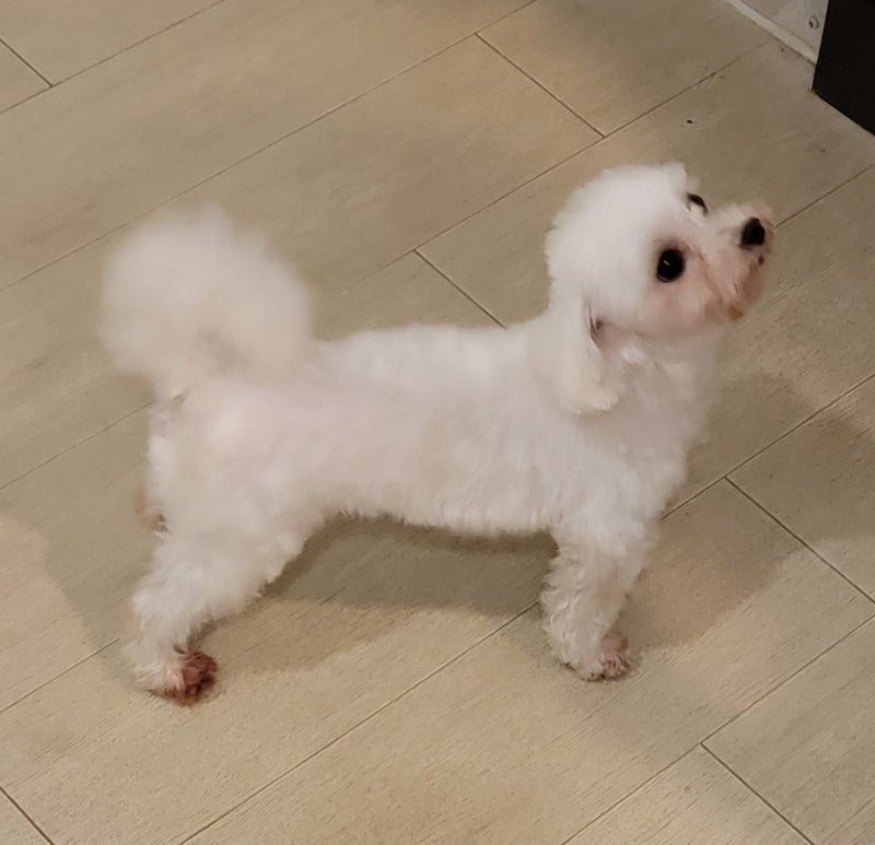モト冬樹 抱っこに抵抗する愛犬の画像