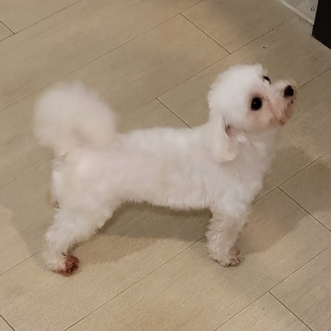モト冬樹 抱っこに抵抗する愛犬の画像