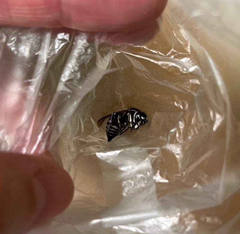 蜂に刺され先生に持たされた物の画像