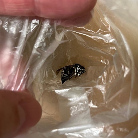 蜂に刺され先生に持たされた物の画像