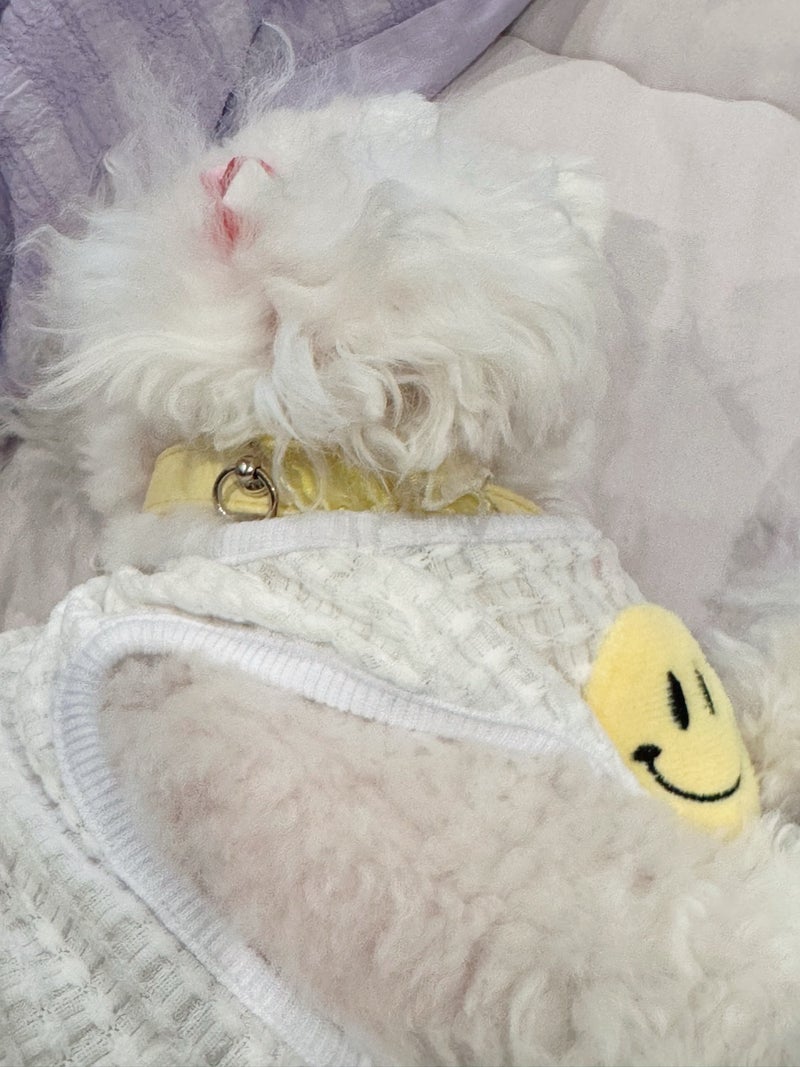 堀ちえみ 羨ましい愛犬の才能の画像