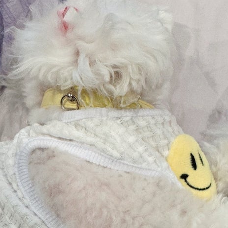 堀ちえみ 羨ましい愛犬の才能の画像