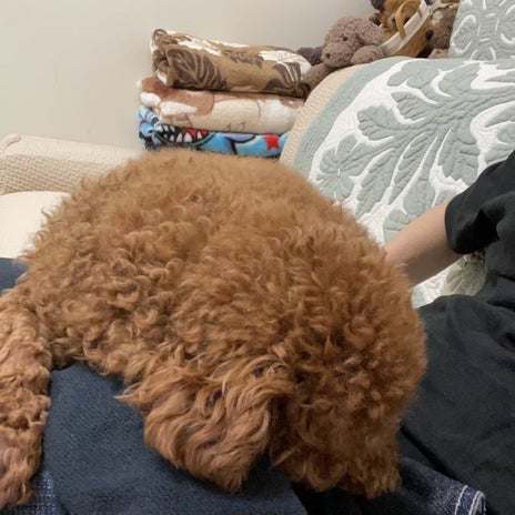 ずっと抱っこしてもらっていることの画像