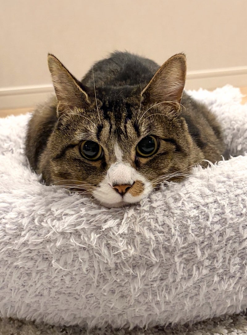 藤あや子 シャーシャーだった愛猫の今の画像