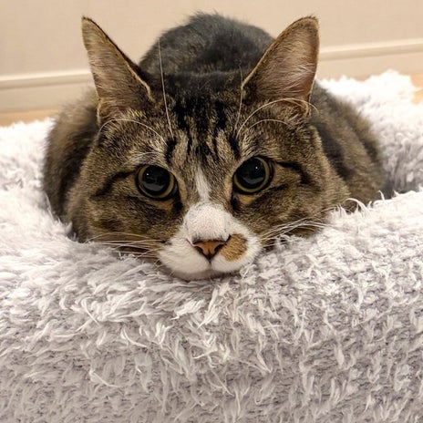 藤あや子 シャーシャーだった愛猫の今の画像