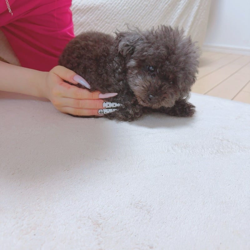 頑張らされて小さく見える愛犬の画像