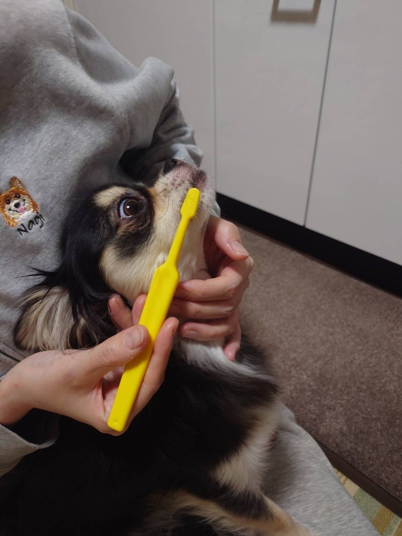 高橋英樹 おりこうに歯磨きされる愛犬の画像