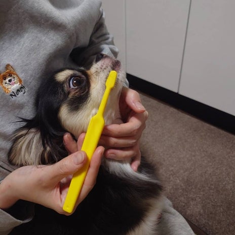 高橋英樹 おりこうに歯磨きされる愛犬の画像