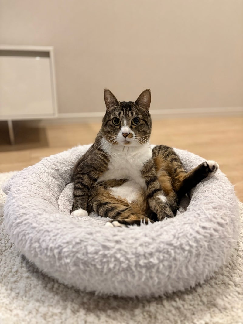 藤あや子 保護した愛猫4歳の誕生日の画像