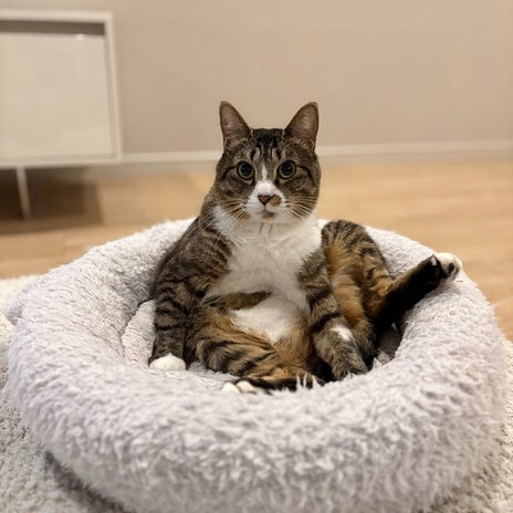 藤あや子 保護した愛猫4歳の誕生日の画像