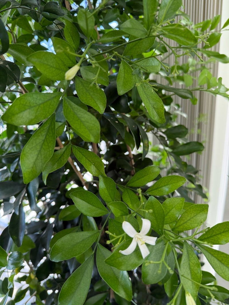 戸田恵子 お世話になった方の慰労会の画像