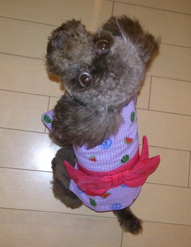堀ちえみ 懐かしい愛犬たちの記憶の画像