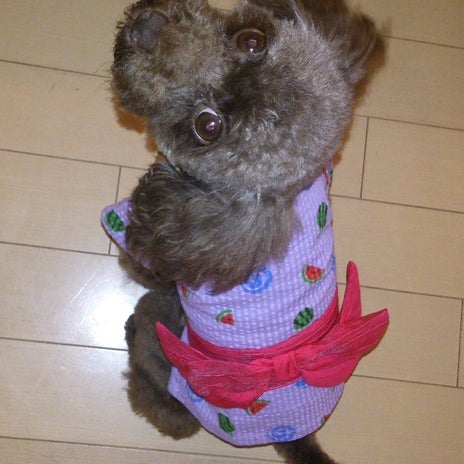 堀ちえみ 懐かしい愛犬たちの記憶の画像