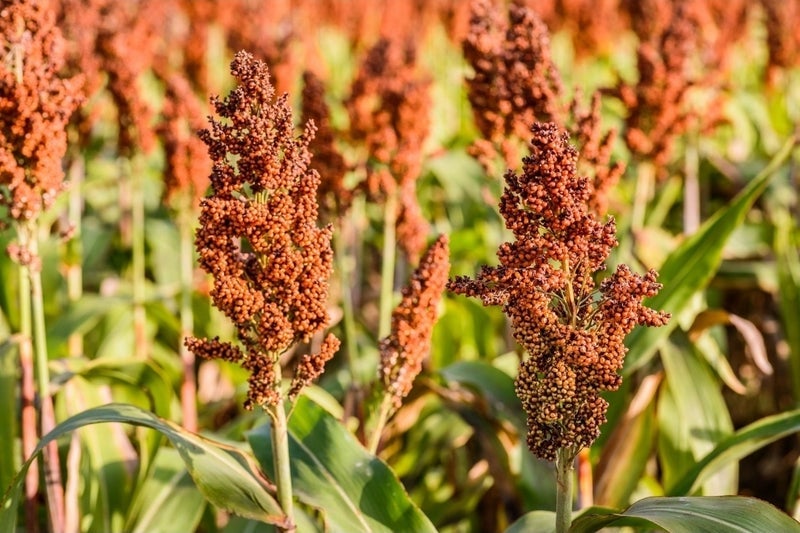 初めて炊いた赤飯とお食い初めの画像