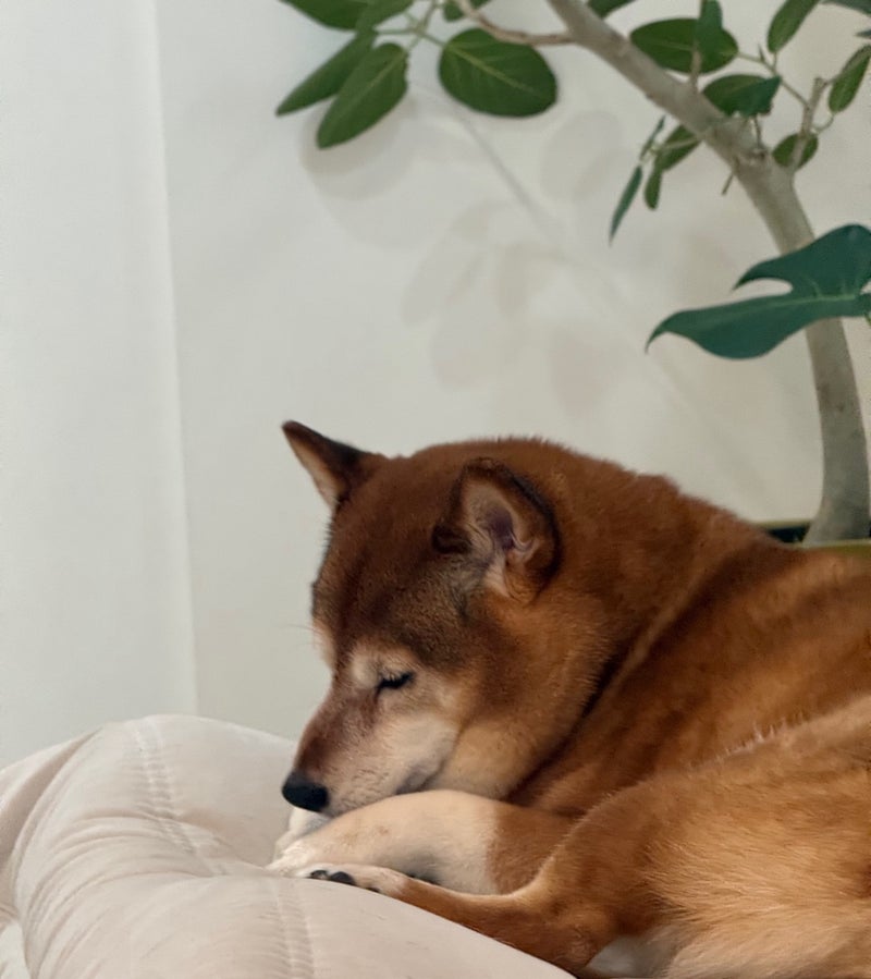 夜中に花粉で起きたひどい鼻詰まりの画像