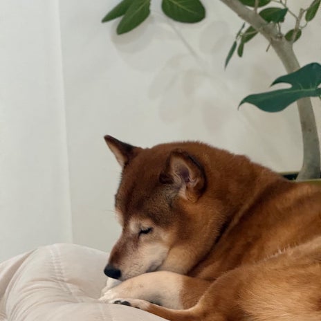 夜中に花粉で起きたひどい鼻詰まりの画像