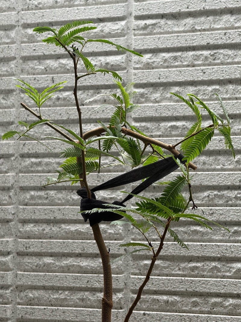 わたしにはわからない朝の光景の画像
