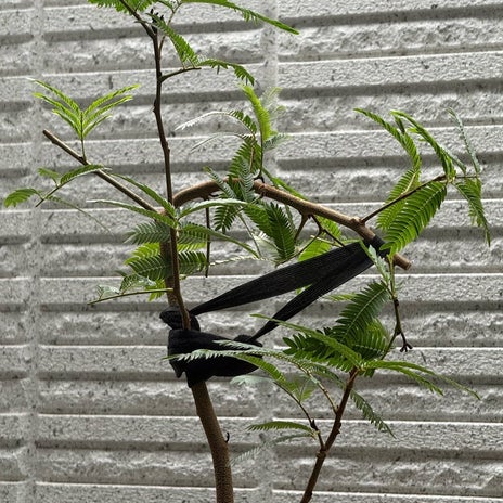 わたしにはわからない朝の光景の画像