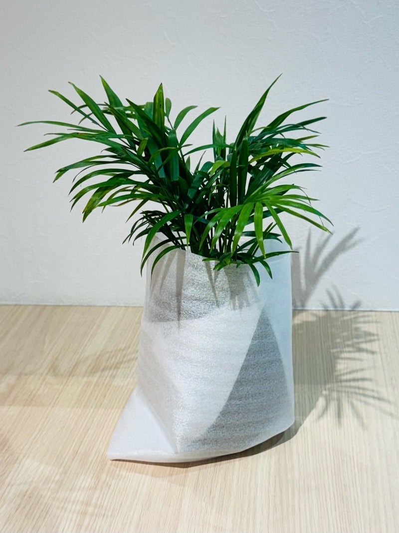 だいた もう一つ購入した植物の画像