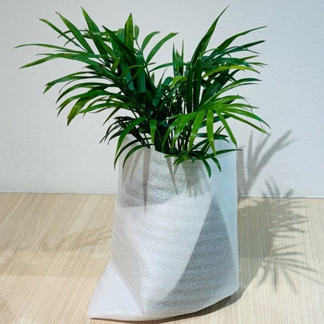 だいた もう一つ購入した植物の画像