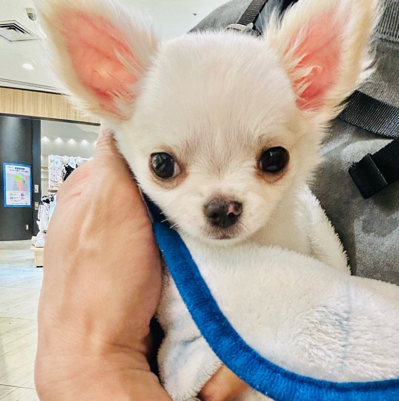 保護犬を見に行った後に出会った仔犬の画像