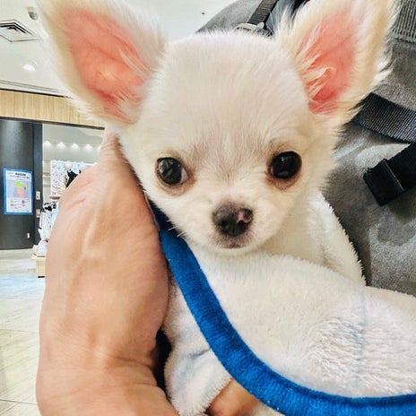 保護犬を見に行った後に出会った仔犬の画像