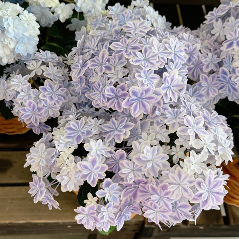花屋で「失敗した」と言った客