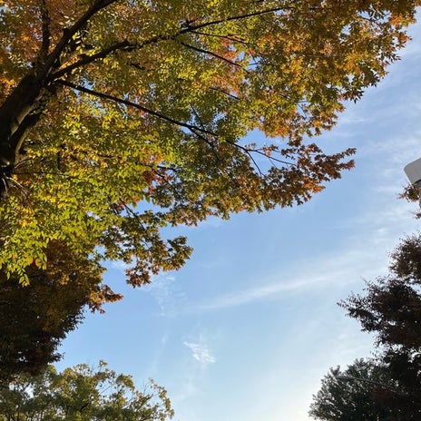 色々な物を見て心が動いたお散歩の画像