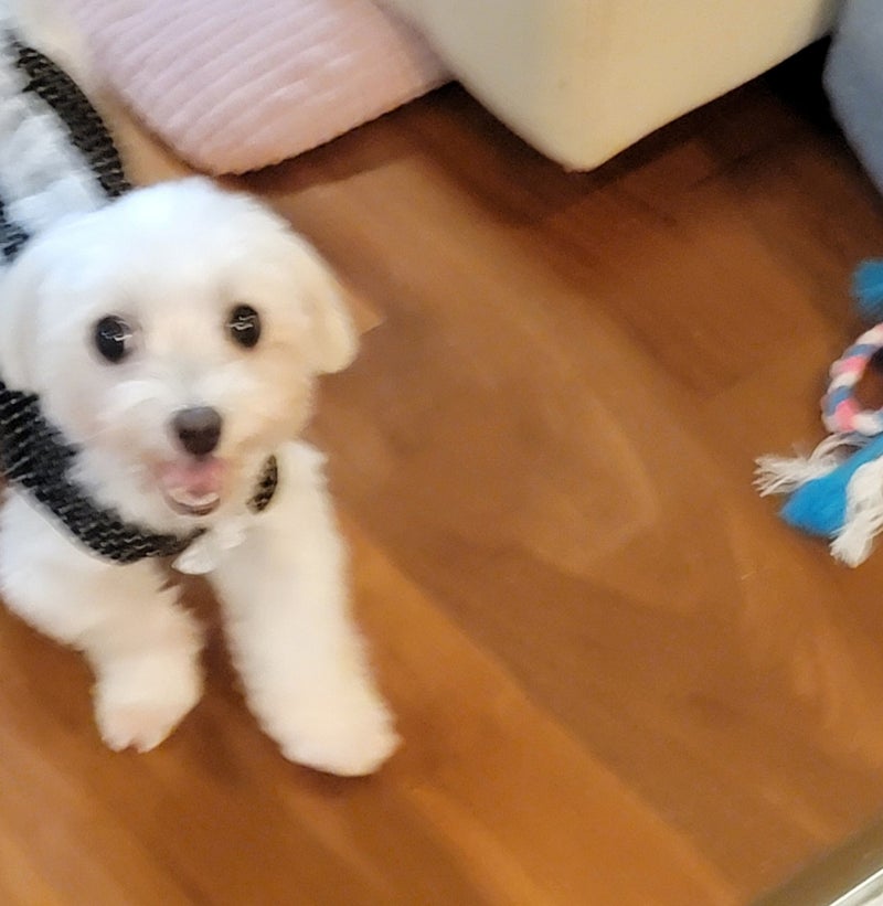 モト冬樹 愛犬が見せたすごい進歩の画像
